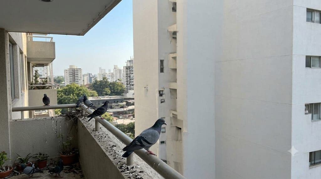 Palomas posadas en la barandilla de un balcón, el problema que resuelve una red anti-palomas