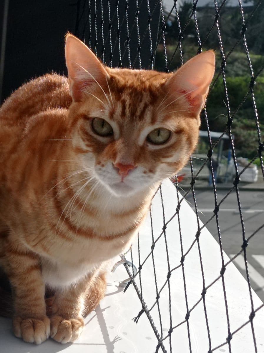 Gato atigrado naranja sobre el alféizar, junto a la red de protección de una ventana